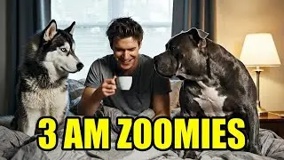 Why Do Dogs Go Crazy at 3 AM?