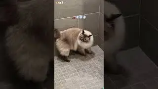 Abstract kitty vibes 🎨😺#cat #petlover #pet #kitty #cats #fypシ゚viral #funny