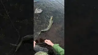 1 nice Hecht😅  #fishing #roadtrip #outdoor #angeln #topwater