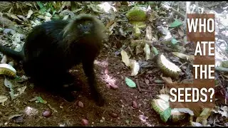Who ate the seeds? | Camera trap captures seed predators of the Western Ghats, India