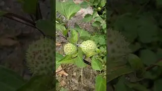 KECUBUNG BUAH SETAN ‼️ Datura metel #kecubung #datura #daturametel #buahkecubung Devil's trumphet