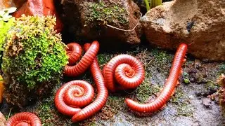 The World's Most Incredible Millipede Colony​#MillipedeColonies ​#Incrediblemillipede #RareAnimals