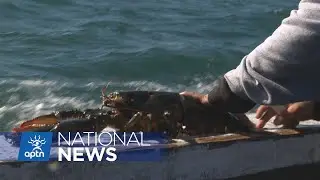 Sipekne'katik First Nation taking Nova Scotia to court over fishing rights | APTN News