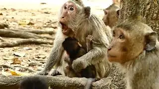 Oh My God! Looking so scare mom Butter when she try to take care her baby monkey.