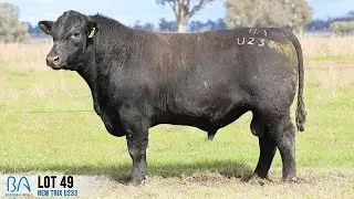 LOT 49   NEW TRIX U233