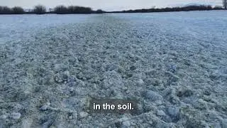 Cows Devour EnSoil Treated Hay