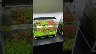 Низкотехнологичный аквариум с креветками #акваскейпинг #акваскейп #аквариум #аквариумсрастениями ...