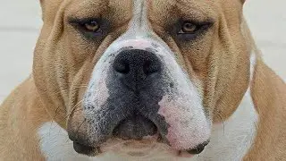 Muscletonebullys Episode 11 The importance of Muscle mass and separation of breed type