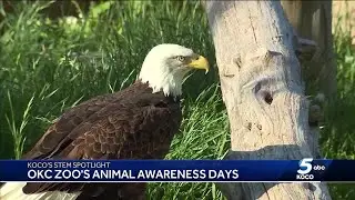 Oklahoma City Zoo launches 'Animal Awareness Days' to inspire conservation