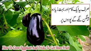 How To Grow Eggplant Planting Tip|Grow Eggplant for Beginners|Eggplant Growing Guide@BachpankiDuniya