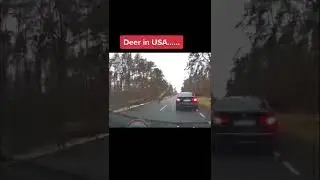 #deer #deercrossing #canada #usa #animals #Shorts