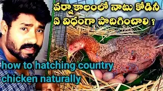 how to hatching country chicken naturally in rain season | నాటుకోడిని సింపుల్గా పొదిగించడం ఎలా ?