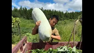 猪友们，新鲜蔬菜来了