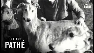 The Greyhound Girls (1934)
