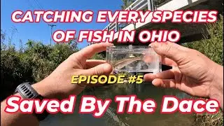 This Mad River Creek Held A COOL New Species!! 