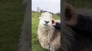 The beauty of Herdwick sheep growth #animals #heartwarmingpets #funny