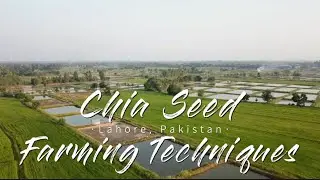 Chia Seed Farming Techniques in Lahore: Insights from BRB CanalSide Farm