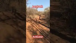 Aardvark the AntEater is Hardly seen in Daylight - Some People say it is a Bad Omen to meet him