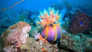 Beyond the Secret Garden, Scuba Diving in Northeast Coast Taiwan