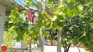 Penambahan Grafting Import Jenis Jupiter pada Rootstock Red Master