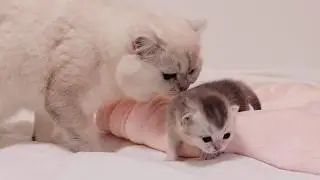 Cute daddy cat worries about kitten falling off the bed