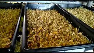 Karachi Pakistan Hydroponic Fodder part 2