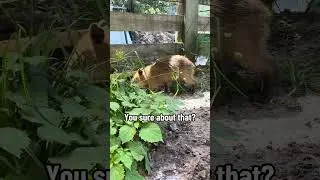 Capybaras Are Faster Than You Think