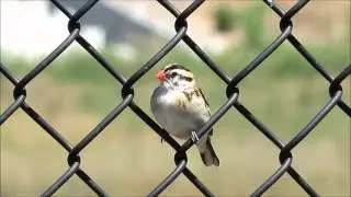 Pin-tailed Whydah Singing (California)