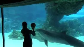 Dolphin Enrichment at SeaWorld Orlando