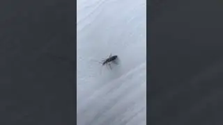 Insect Anntenas