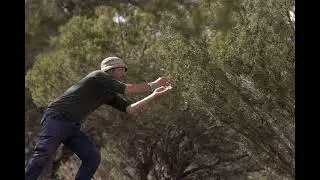 クレイマーアイシロチョウを捕獲観察 Catching Euchloe crameri(Western Dappled White) 2023/04/25 Road to Ponzondon Spain
