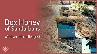 Inside Sudip Sarkar&rsquo;s Struggle to Keep the Honey Business Alive in Rural India