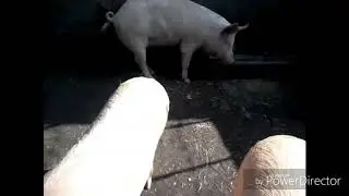 How to start pig farm India.  In hindi