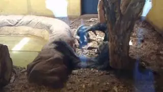 Giant Ant Eater and the baby - Cologne Zoo