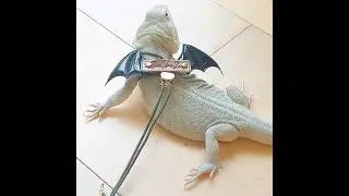 Blizzard's modeling TheCheZoo's Wing collection harness & leash set - Bearded Dragon - Beardie