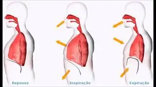 MOTRICIDADE OROFACIAL - VÍDEO AULA 03 - FISIOLOGIA DA FONOARTICULAÇÃO