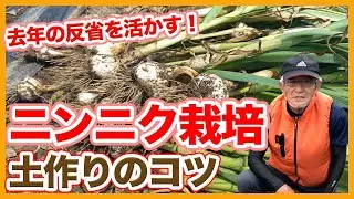家庭菜園や農園のニンニク栽培で去年の反省を活かした土作り！サビ病にならない元肥すき込みのコツなど成功の秘訣を解説！/Tips for preparing soil for growing garlic