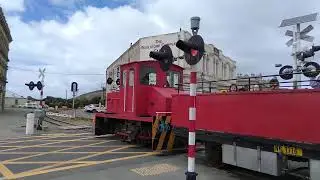 Husky at Humber Street in Oamaru
