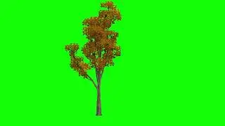 green screen tree white beam fall tree