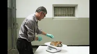 Tiger, Elefanten, Pandas - 20 Jahre Zoodoc I Tiergarten Sch&ouml;nbrunn