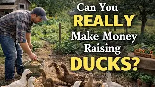 Can You Really Make Money Raising Ducks? The Honest Farm Reality