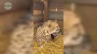 ചീറ്റകൾ നമീബിയയിൽ നിന്ന് ഇന്ത്യയിലേക്ക് video courtesy- Cheetah Conservation Fund #indiacheetah
