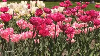Rosetta McClain Gardens; Toronto, Ontario, Canada