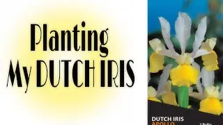 Spring Bulbs : Planting My Dutch Iris
