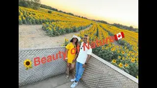 Amazing  Sunflower Field