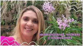 Como Cultivar orqu&iacute;deas Monopodiais Vandas e Vand&aacute;ceas!