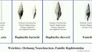 Weichtier, Ordnung Neuschnecken, Familie Raphitomidae daphnella featuring axis aurea mollusca Mini
