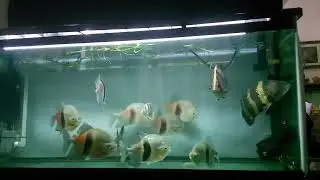 Myleus Schromburgkii (EMPEROR BLUE HOOKS) XXL