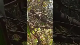 leopard spotted in satara