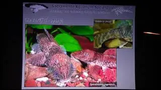 Keeping and breeding loricariid catfishes